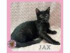 Jax Domestic Shorthair Kitten Male