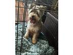 Toby Schnauzer (Miniature) Adult Male