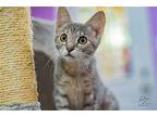 Jellybean Domestic Shorthair Kitten Female