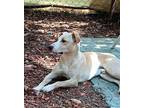 Whimsical Hound (Unknown Type) Young Male