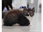 Moondancer Domestic Shorthair Kitten Female