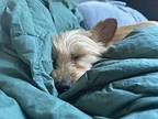Trixie Silky Terrier Adult Female