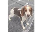 Laverne Beagle Young Female