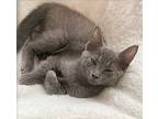 Harper Russian Blue Kitten Female
