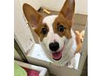 Oliver Corgi Young Male
