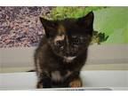 Etta Domestic Shorthair Kitten Female