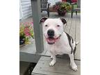 Presley Hound (Unknown Type) Young Female