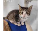 Havok Domestic Shorthair Kitten Male