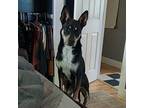 Mortimer Octavius Carolina Dog Adult Male