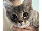 Prince Domestic Longhair Kitten Male
