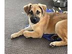 Sasha Labrador Retriever Puppy Female