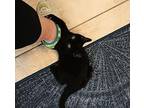 Chopper Domestic Mediumhair Kitten Male