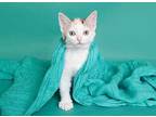 Shenzi King Domestic Shorthair Young Female