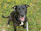 Sherman Labrador Retriever Adult Male