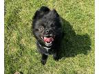 Orzo Pomeranian Adult Male