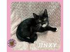 Jinxy Domestic Shorthair Kitten Male