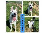 Mozilla German Shepherd Dog Young Male