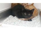 Noodle (barn home) Domestic Shorthair Kitten Female