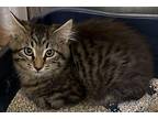 Lynx Domestic Longhair Kitten Female