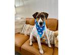 Rosa Pasadena Beagle Adult Female