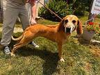 Stevie Bloodhound Adult Female