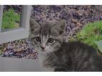 Julep Domestic Shorthair Kitten Male