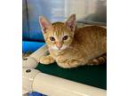 Gouda Domestic Shorthair Kitten Male