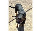 Dash German Shepherd Dog Adult Male
