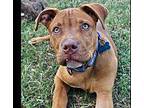 Mater Puppy Male