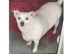 Casper Chihuahua Adult Male