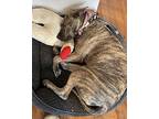 Zelda American Pit Bull Terrier Young Female