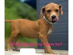 Ruby Beagle Puppy Female