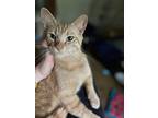 Nugget, Domestic Shorthair For Adoption In Londonderry, Ohio