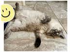 Kai Sa, Siamese For Adoption In Chandler, Arizona