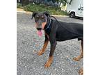 Jasper, Doberman Pinscher For Adoption In Chico, California