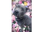 Lyla, American Pit Bull Terrier For Adoption In Hornbrook, California