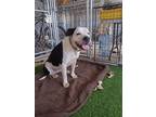 Stella, American Staffordshire Terrier For Adoption In Hornbrook, California