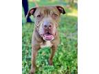 Brownie, American Pit Bull Terrier For Adoption In Chico, California