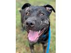 Arugula, American Pit Bull Terrier For Adoption In Chico, California