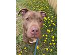 Pug, American Pit Bull Terrier For Adoption In Chico, California
