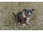 Josie, American Pit Bull Terrier For Adoption In Warr Acres, Oklahoma