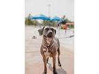 Jasmine, American Pit Bull Terrier For Adoption In Warr Acres, Oklahoma