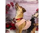 Shannon, Dachshund For Adoption In Los Banos, California