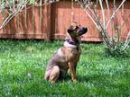Bailey, Labrador Retriever For Adoption In Lyles, Tennessee