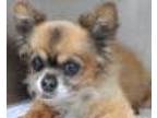 Foha Sponsorship Dogs, Boston Terrier For Adoption In Saunderstown, Rhode Island