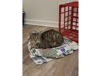 Piper, American Shorthair For Adoption In Burgaw, North Carolina