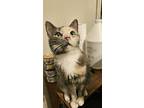 Angel, Domestic Shorthair For Adoption In Wilson, North Carolina