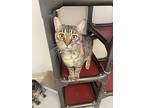 Cora, American Shorthair For Adoption In Burgaw, North Carolina