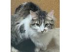 Elsa, Norwegian Forest Cat For Adoption In Eureka, California