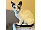 Arwen, Snowshoe For Adoption In Eureka, California